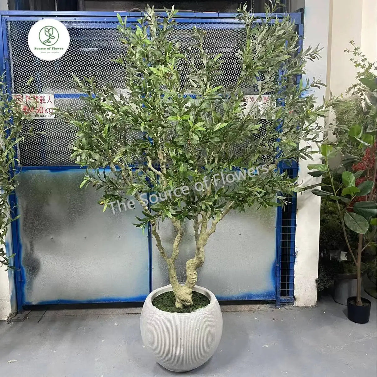 Potted olive tree in front of a metal gate with 'The Source of Flowers' branding.