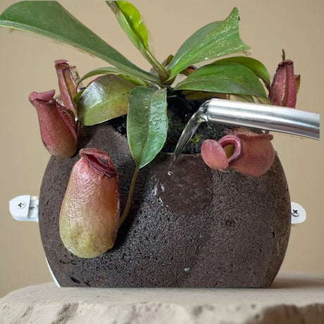 Organic Carbon Fiber Orchid Care Kit with Staghorn Fern & Peat Julia M LifeStyles