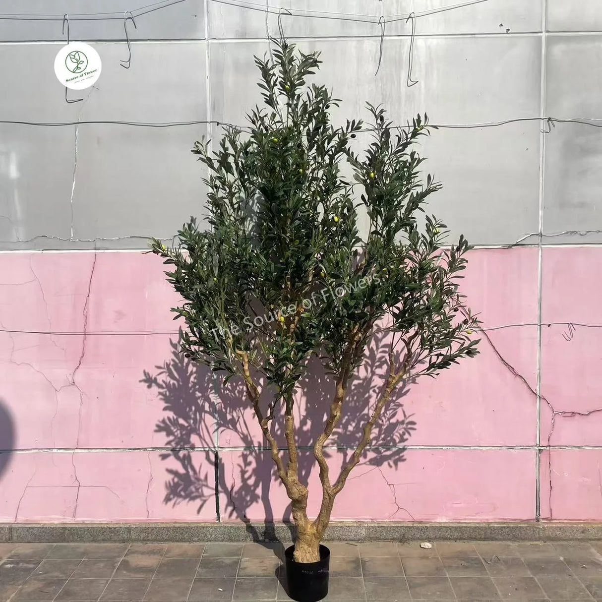 Potted plant against a pink and gray tiled wall