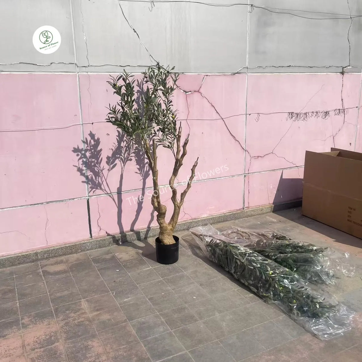 Potted plant against a pink tiled wall with a cardboard box on the floor.