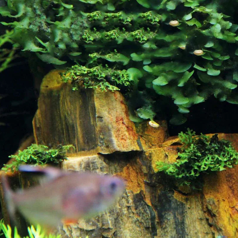 Natural Stone Aquarium Decor - Rockery for Fish Tanks (500g & 1000g) Julia M LifeStyles