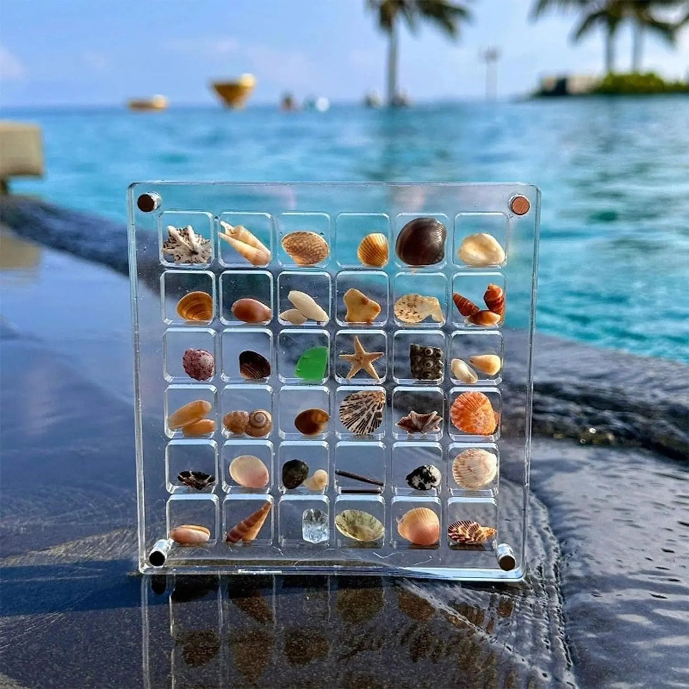 Exquisite Seashell Showcase Box 🐚 - Julia M LifeStyles