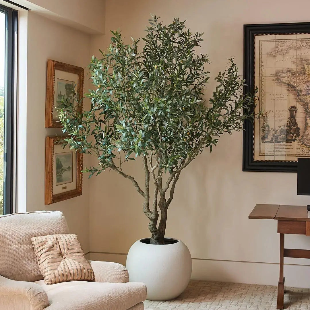 Potted plant in a living room with a couch and framed pictures on the wall.