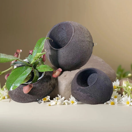 Organic Carbon Fiber Block for Orchid Care Easy Kit with Staghorn Fern and Phalaenopsis Orchid Mounting Ball Peat