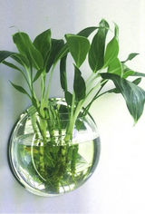 Wall-Mounted Fish Tank Vase - Creative Living Room Décor - Julia M LifeStyles