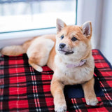 Kneecap Electric Blanket Shawl for Pets and Individuals - Julia M LifeStyles